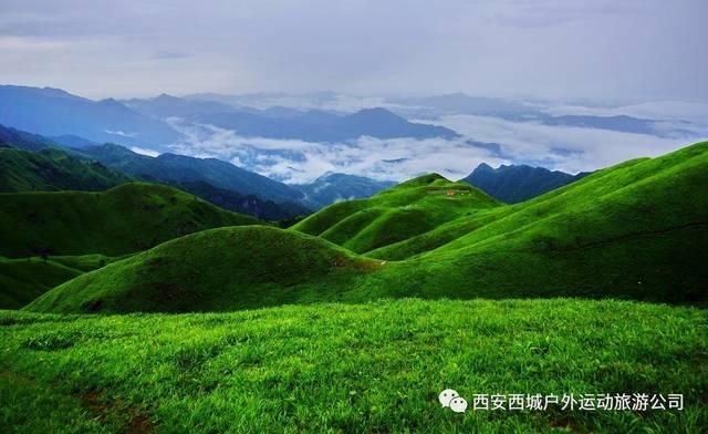 寻找奈良树花